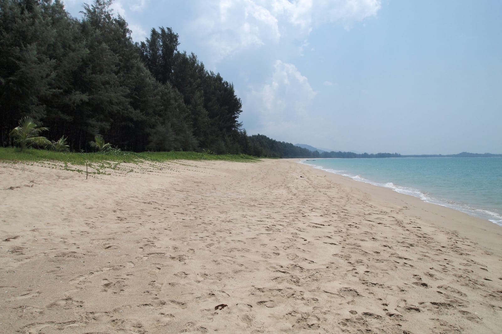An empty beach backed by casuarina trees on the Khao Lak coast