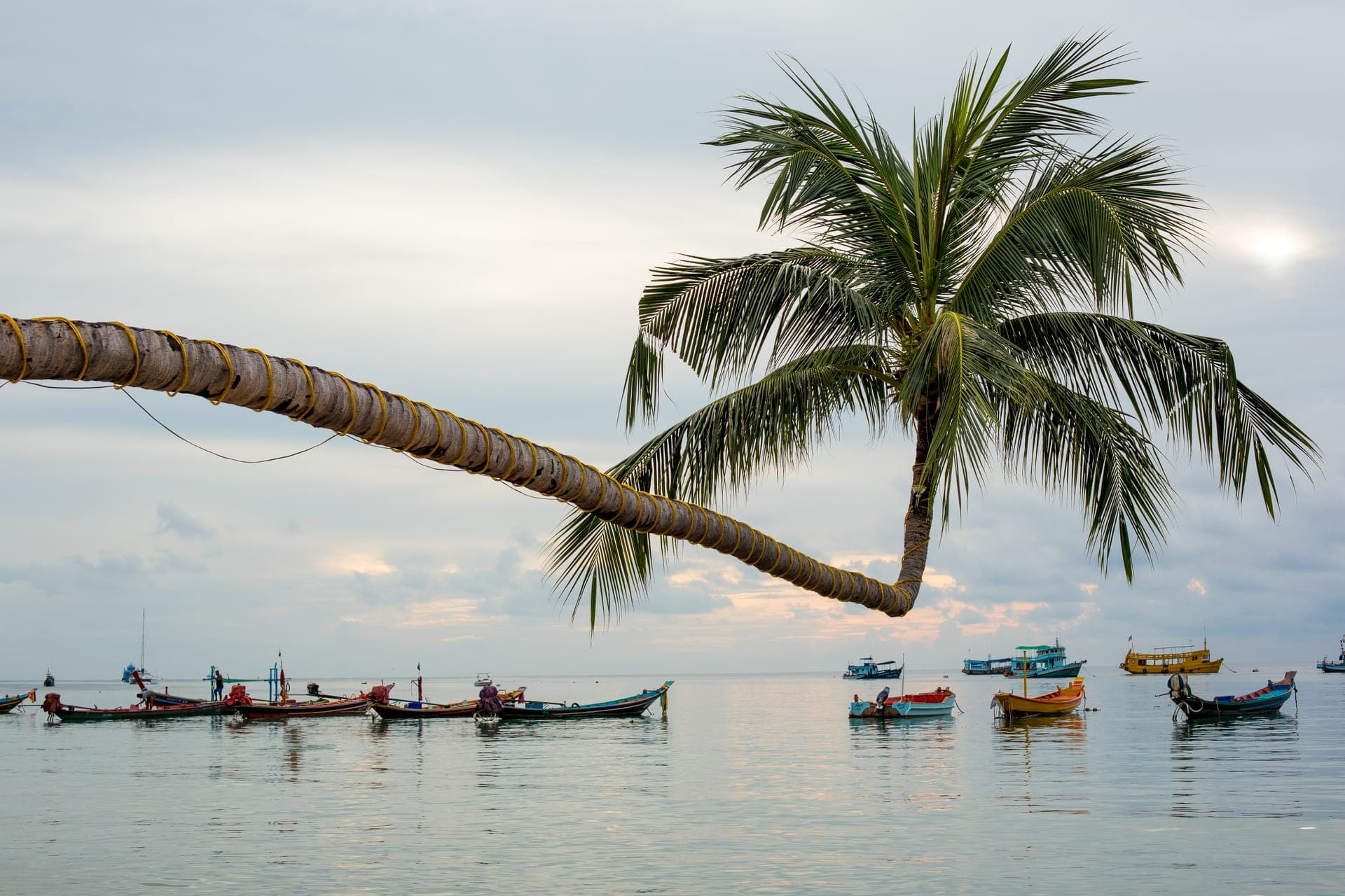 A leaning coconut palm over longtail boats, Koh Tao